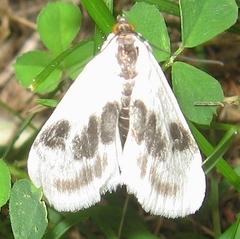 Cliniodes ostreonalis