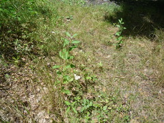 Prunus spinosa dasyphylla