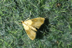 Agrotera nemoralis