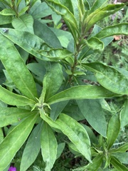 Lysimachia clethroides