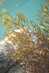 Caulocystis cephalornithos