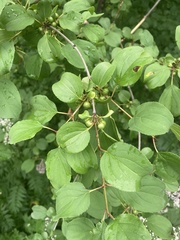 Rhamnus cathartica