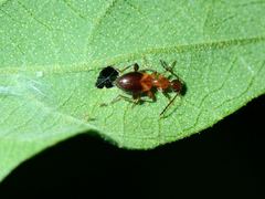 Anthelephila klapperichi