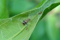 Anthelephila klapperichi