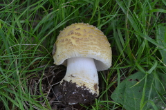 Amanita franchetii