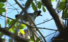 Sakesphorus canadensis