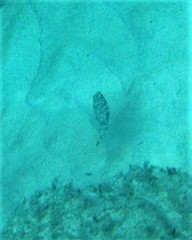 Sphoeroides marmoratus