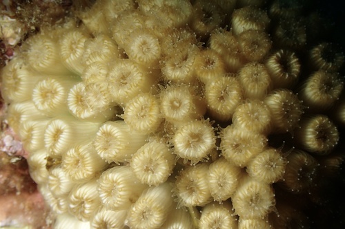 Cushion Coral, photo 9 of 10