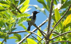 Sakesphorus canadensis