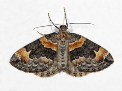 Dysstroma hersiliata