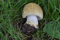 Amanita franchetii