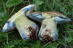 Rubroboletus legaliae