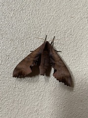 Smerinthinae
