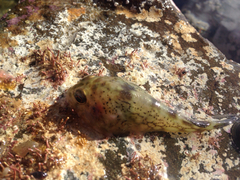 Diplocrepis puniceus