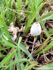 Leucocoprinus cepistipes