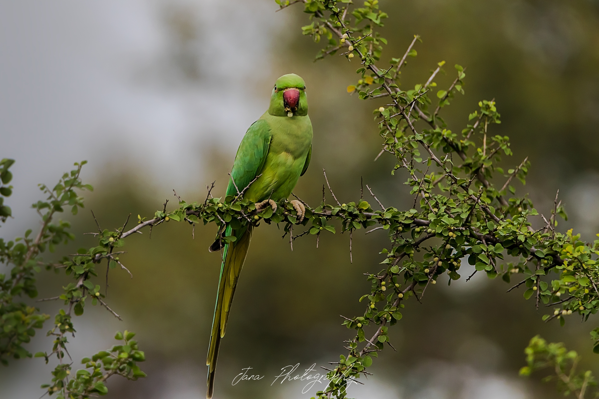 Rose-ringed Parakeet