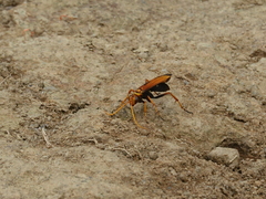 Batozonellus dorsalis