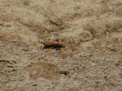 Batozonellus dorsalis