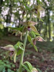 Epipactis