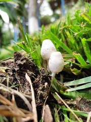 Leucocoprinus cepistipes
