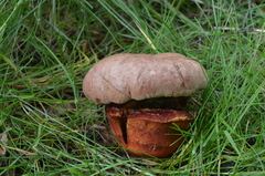 Rubroboletus legaliae