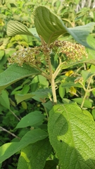 Callicarpa acuminata