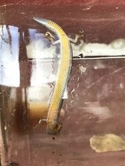 Hemiergis decresiensis