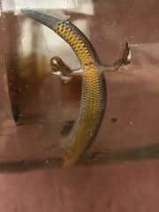 Hemiergis decresiensis