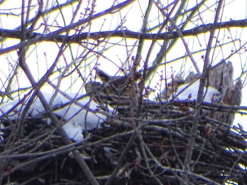 Great Horned Owl photographed in Vermont