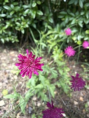 Knautia macedonica