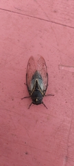 Cicadatra persica