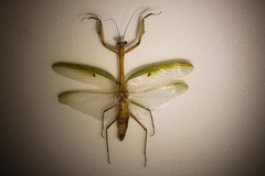 Stagmatoptera septentrionalis