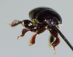 Reichardtia pedatrix