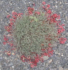 Astragalus nutzotinensis