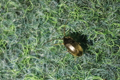 Hymenalia