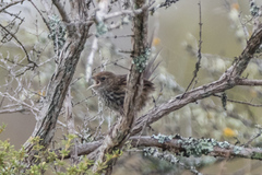 Poodytes punctatus vealeae