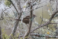 Poodytes punctatus vealeae