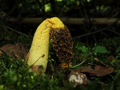 Phallus flavocostatus