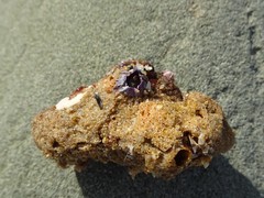 Austrobalanus imperator