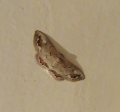 Dithalama cosmospila