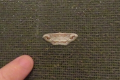 Dithalama cosmospila