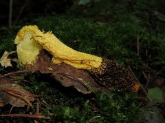 Phallus flavocostatus