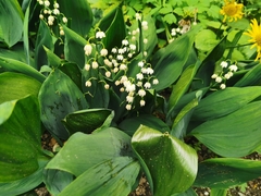 Convallaria majalis