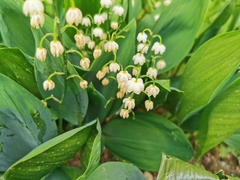 Convallaria majalis