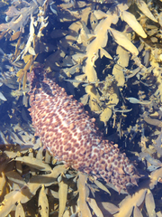 Australostichopus mollis