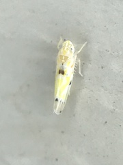 Erythroneura octonotata