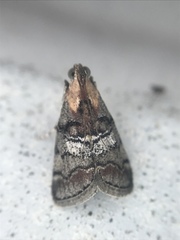 Pococera euphemella