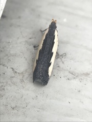 Dichomeris serrativittella