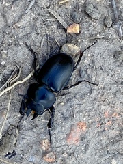 Neolucanus sinicus championi