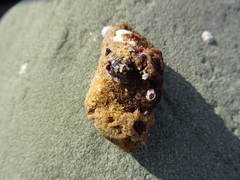 Austrobalanus imperator